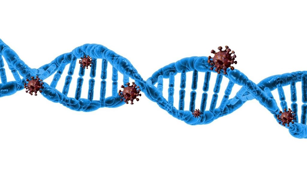 Aderenza Coronavirus ai cromosomi