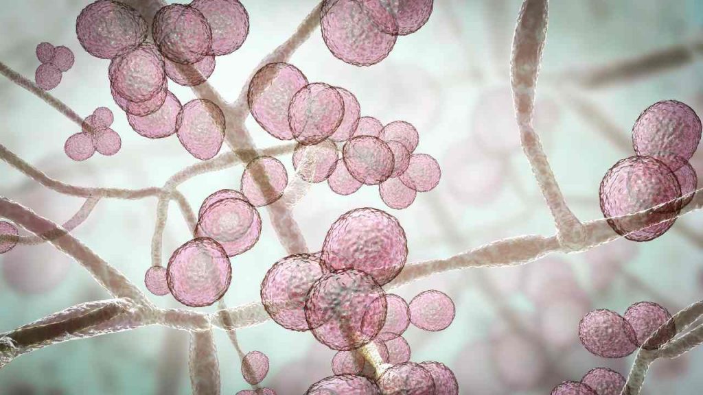 Candida Auris (Adobe Stock)