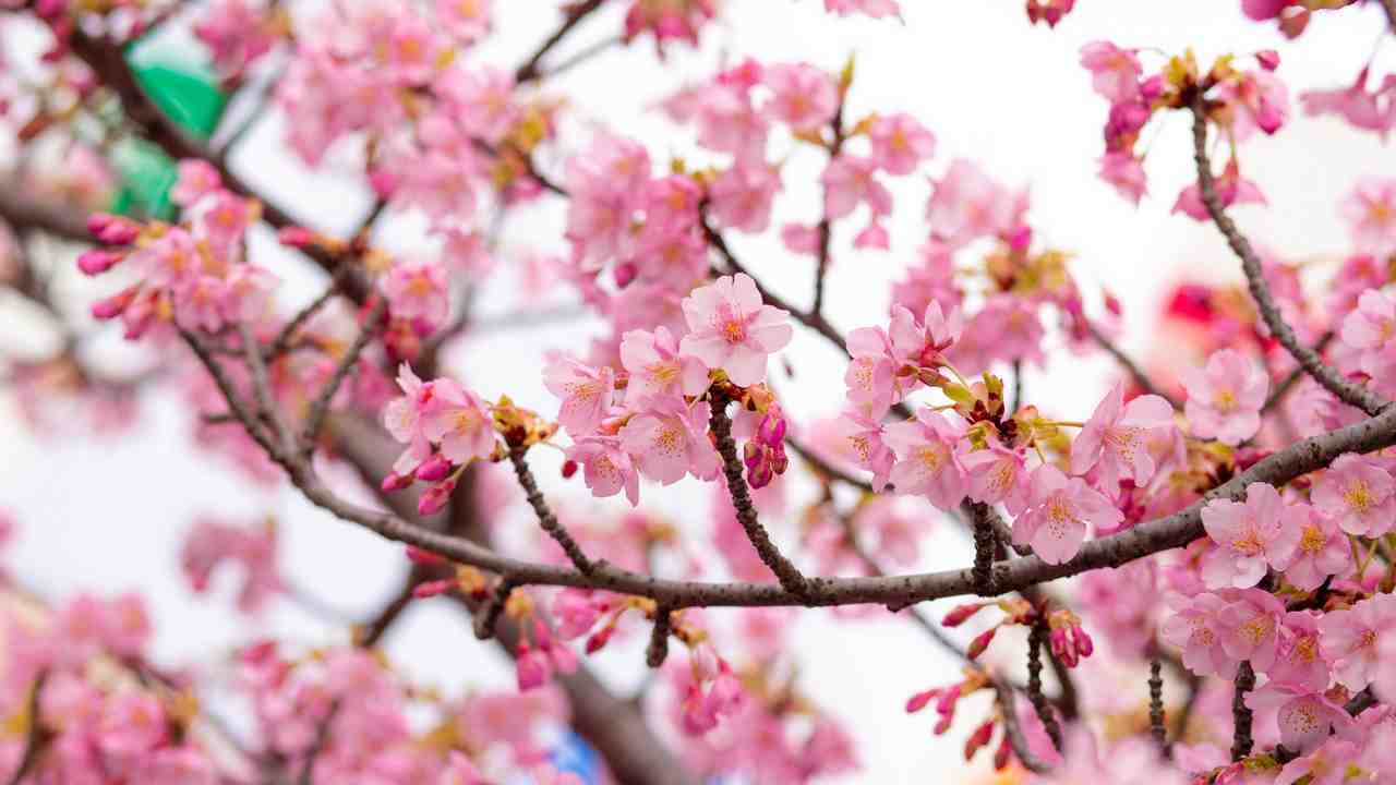 Fiori di Primavera