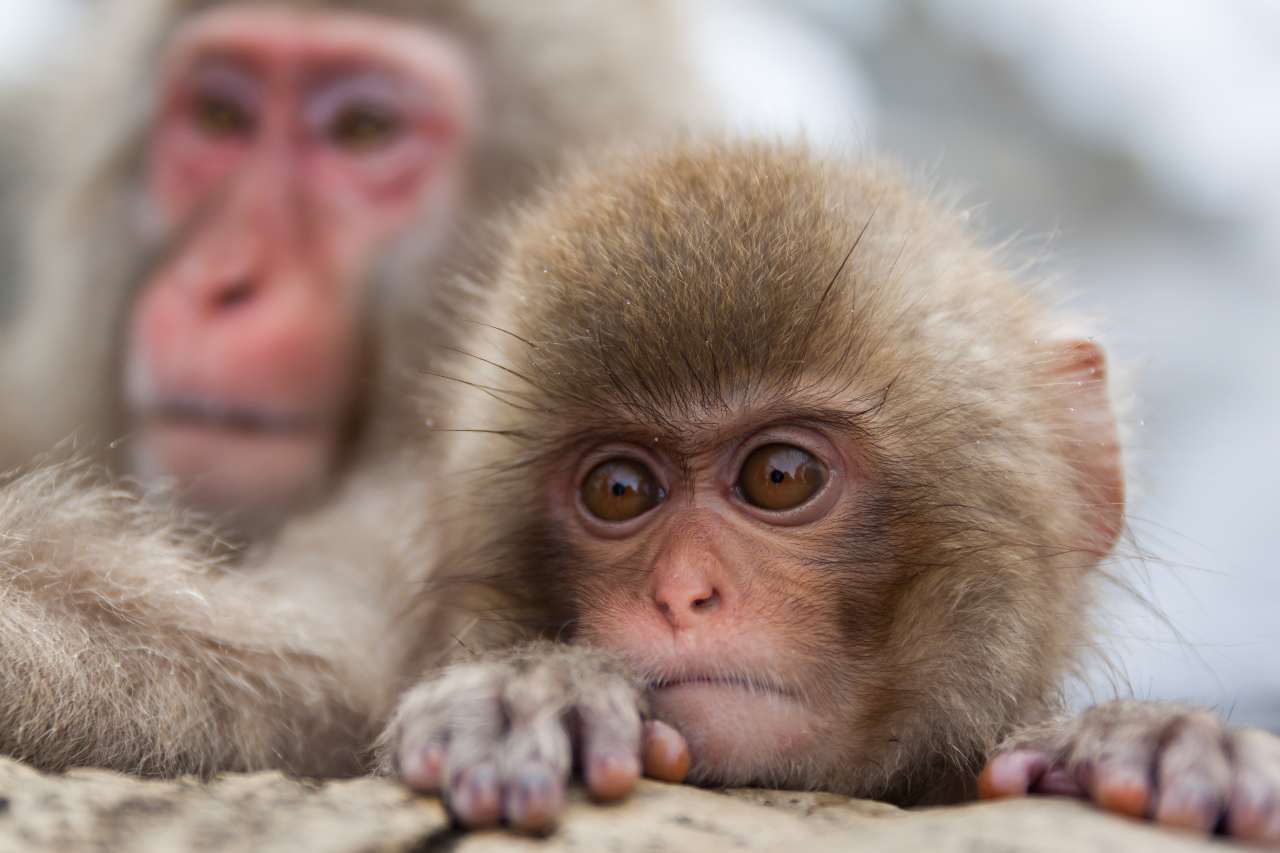 Neuralink, sperimentazione sui macaco (Adobe Stock)