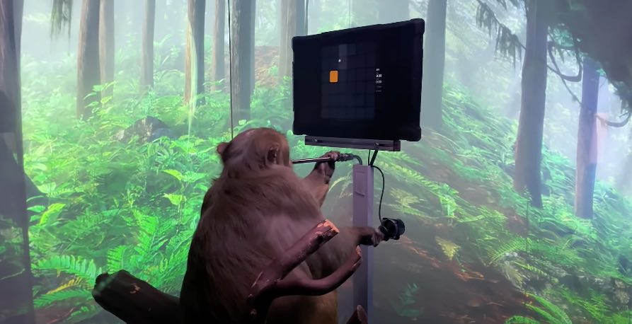 Neuralink permette al macaco