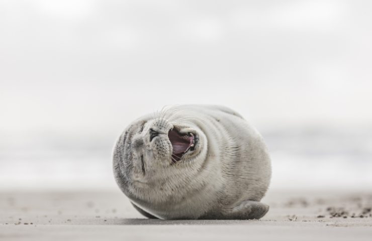 Lo studio su una foca