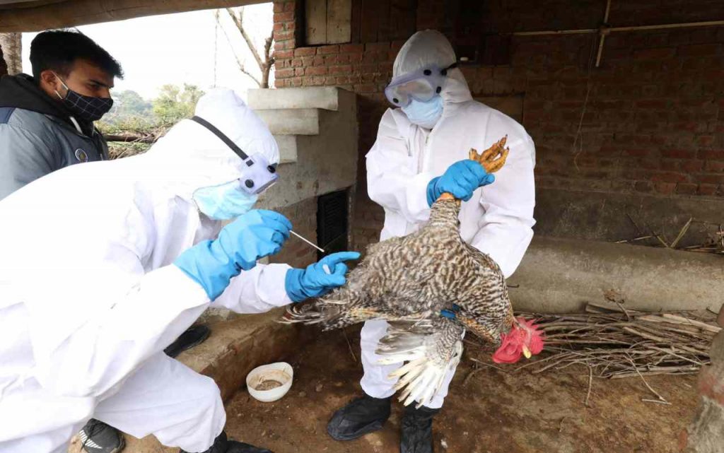 Virus H5N8 influenza aviaria (Foto Ansa)