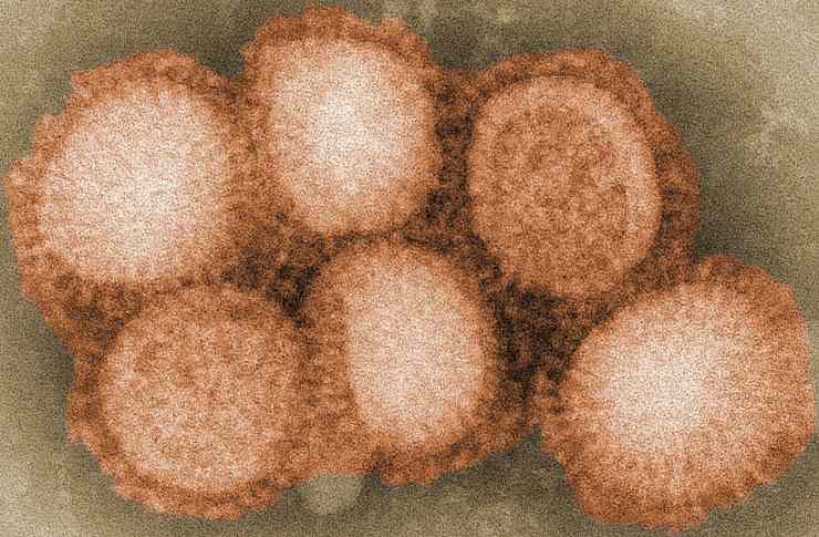 Virus H5N8 influenza aviaria (Foto Wikipedia)