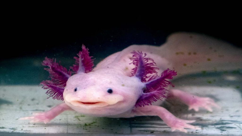 Axolotl