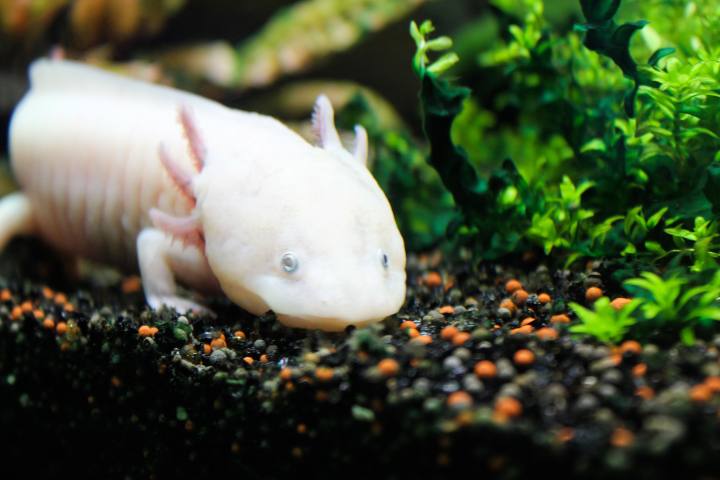 Axolotl