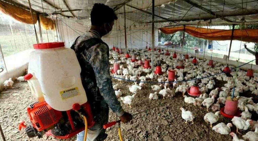 Influenza aviaria in Cina (Foto Today)