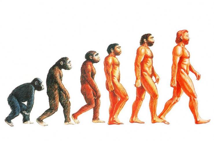 Riscritta la storia dell'evoluzione