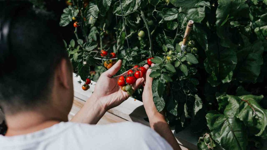 Orto con pomodori