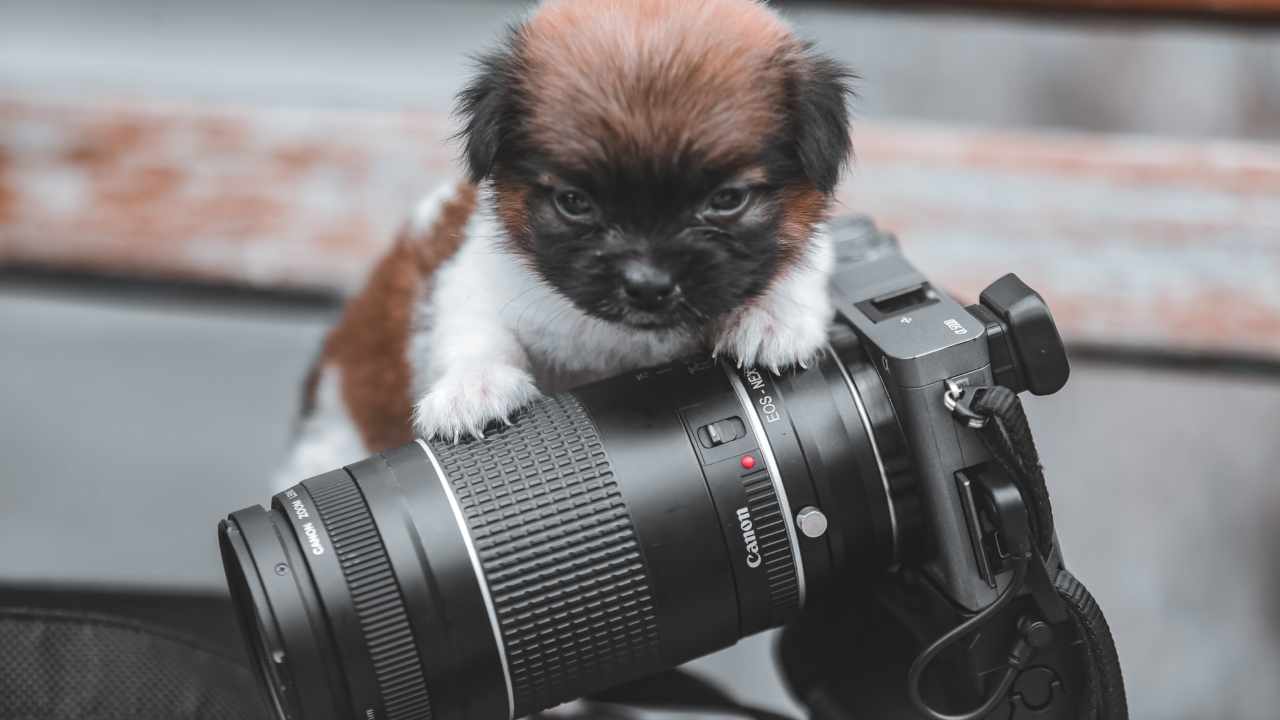 Cagnolino