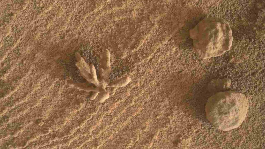Curiosity immortala un oggetto che sembra un fiore o corallo marino su Marte: risolto il mistero