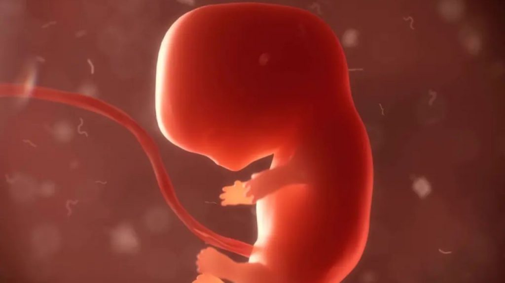 Il progetto incredibile di "coltivare" embrioni umani per organi di ricambio personali: accade a Israele