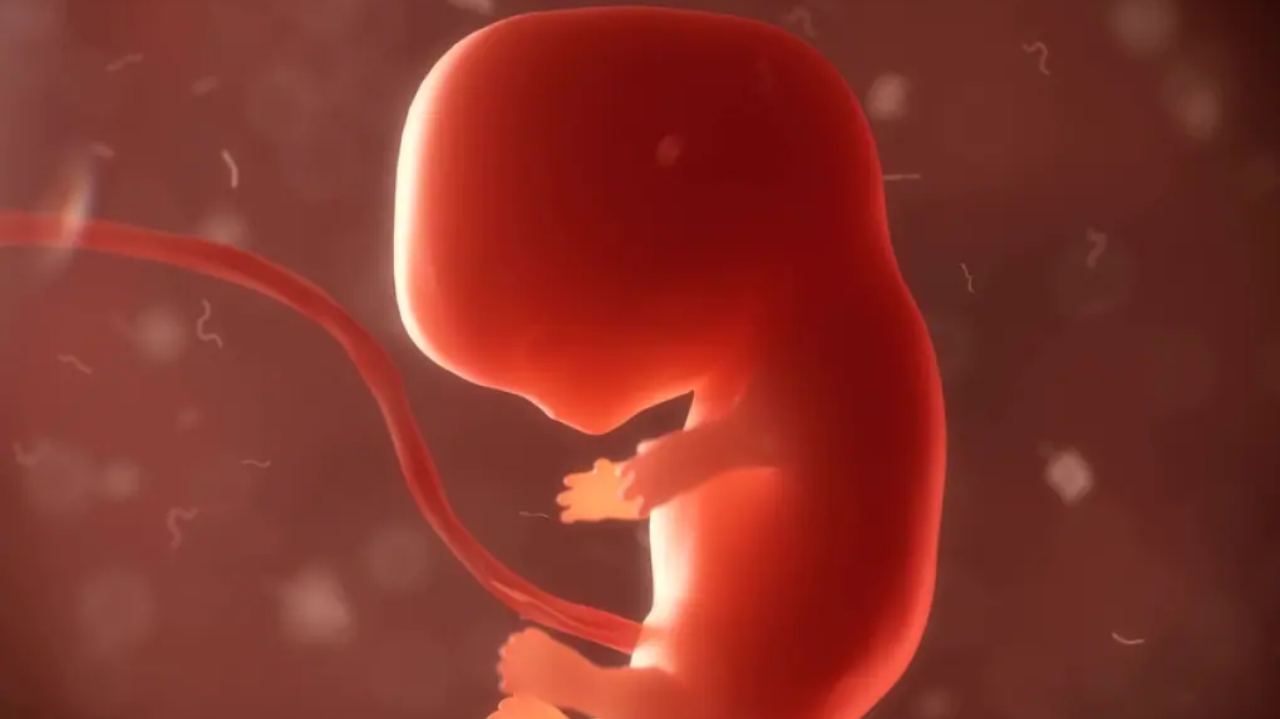 Il progetto incredibile di "coltivare" embrioni umani per organi di ricambio personali: accade a Israele