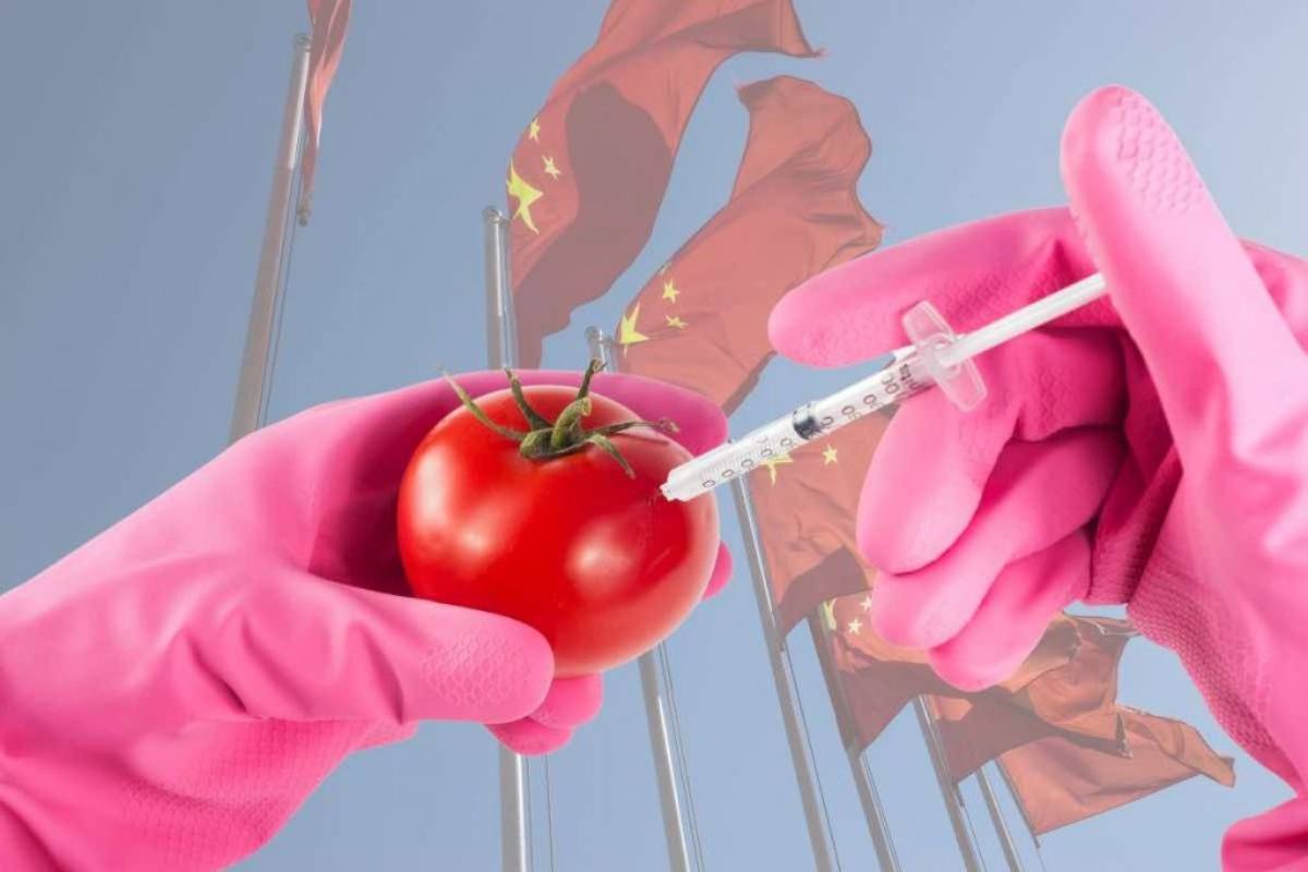 Nuove piante geneticamente modificate in Cina