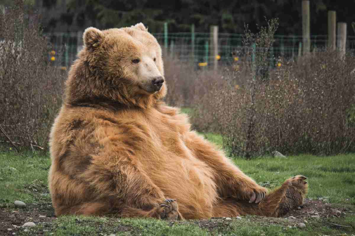 Test della personalità pesce o orso